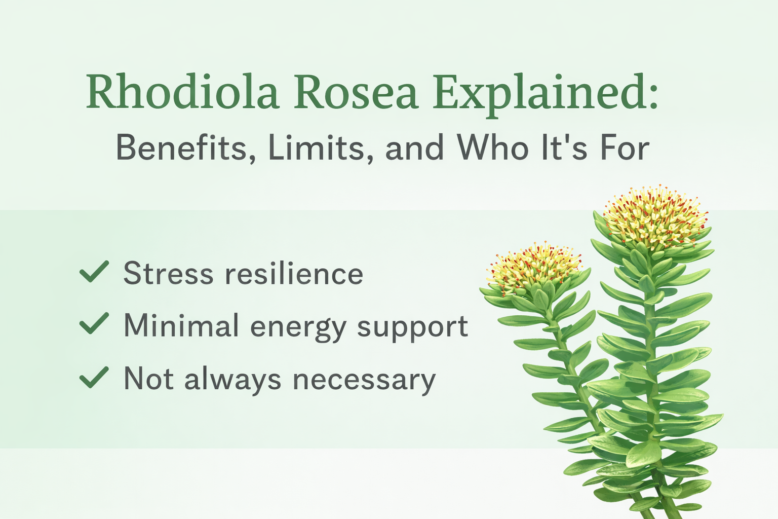 Rhodiola Rosea Explained: Benefits, Limits, and Who It’s For
